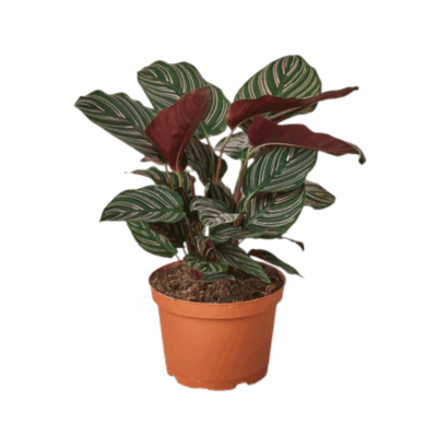 Ornata Calathea