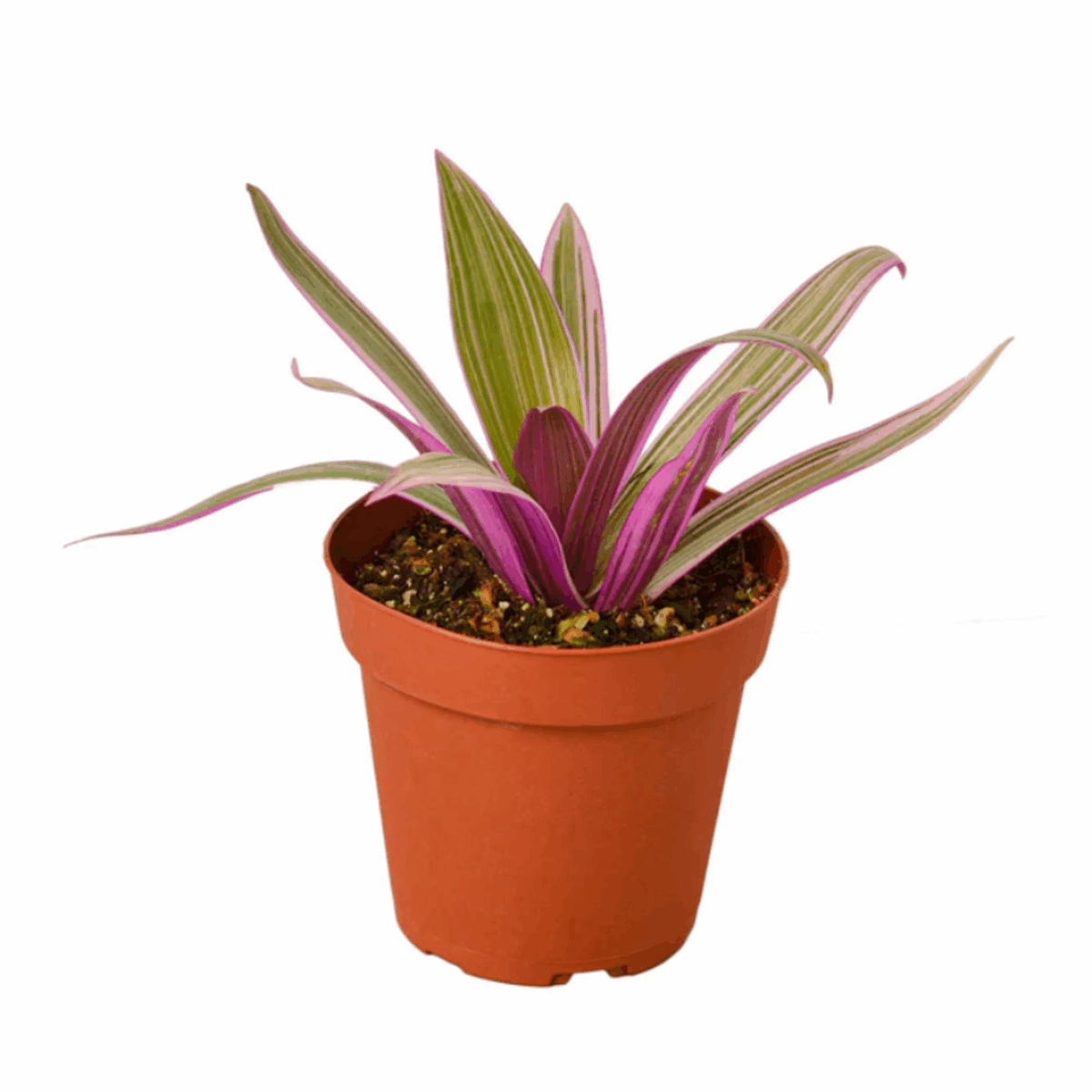 Oyster Plant