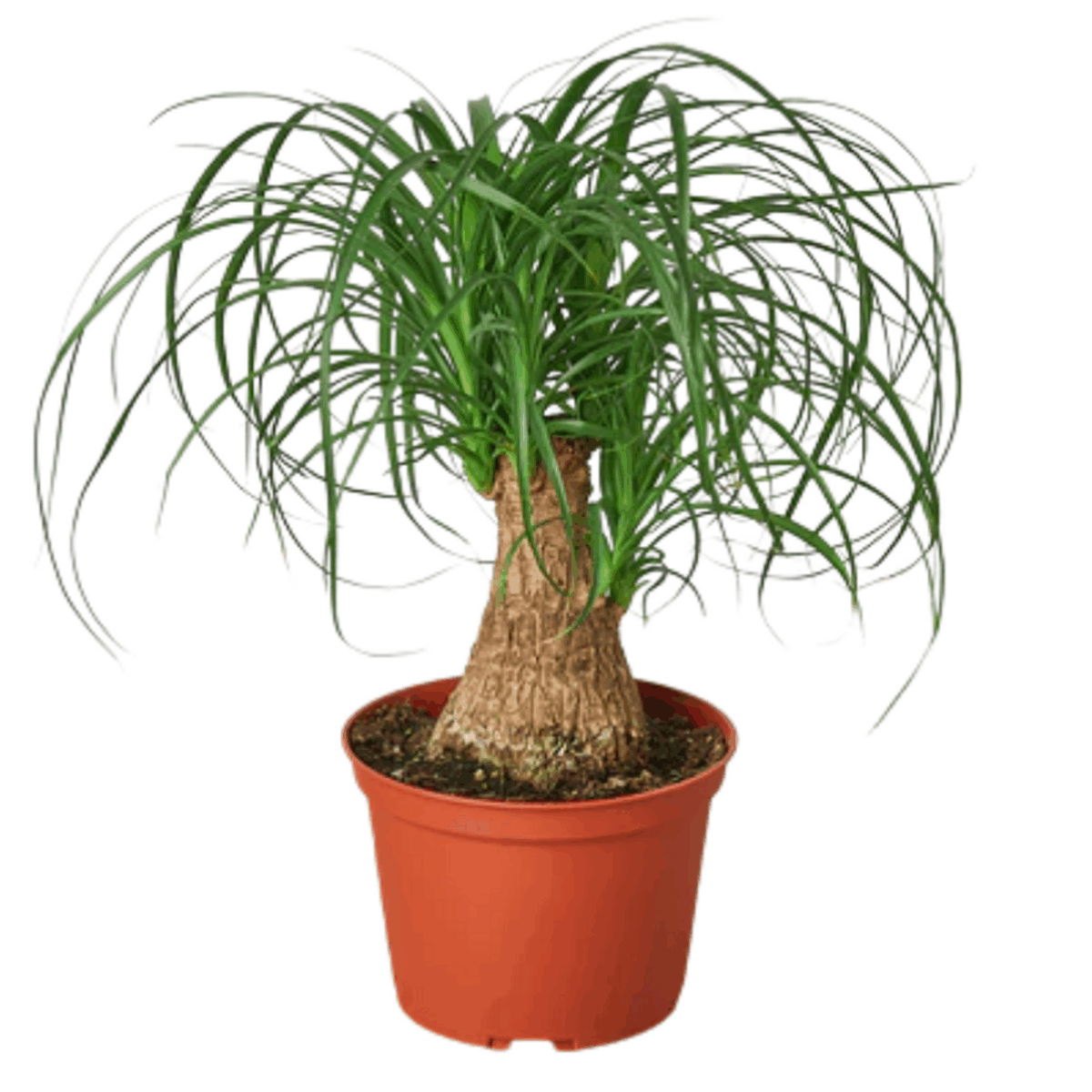 Ponytail Palm