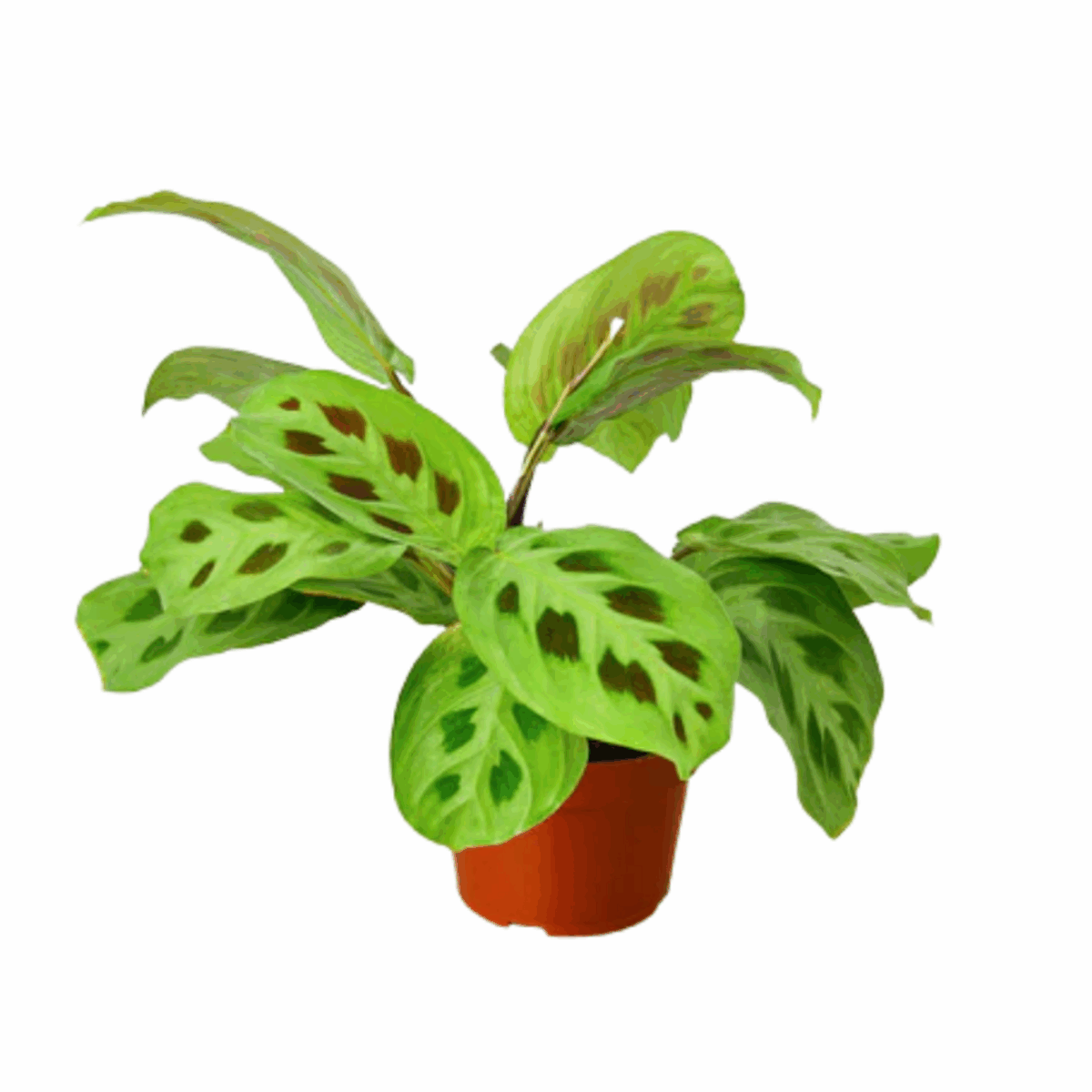 Common Prayer Plant