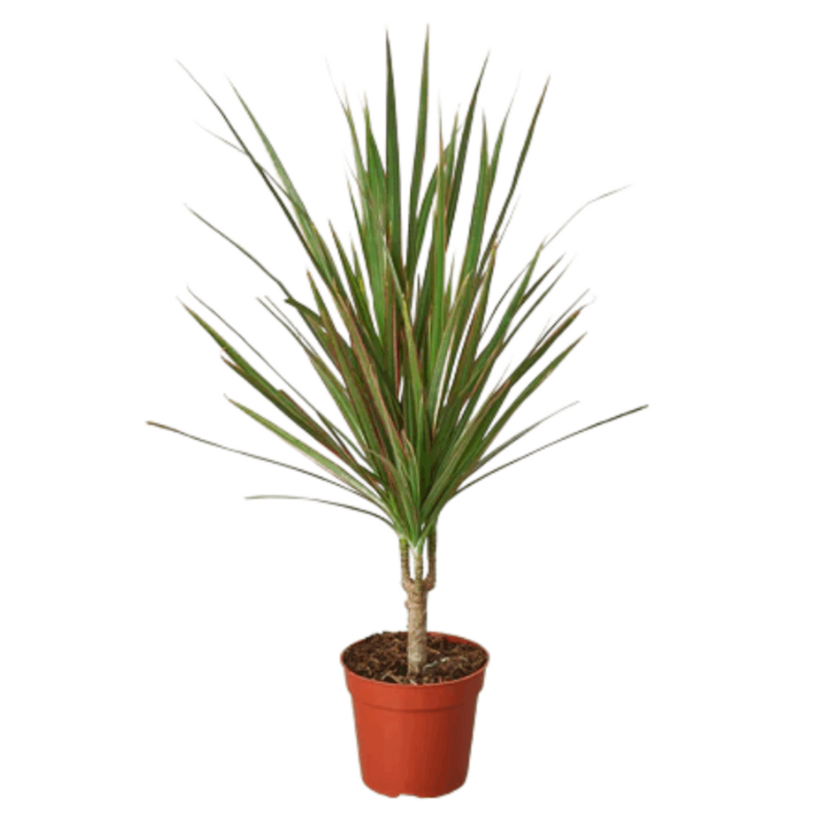 Red Margined Dracaena