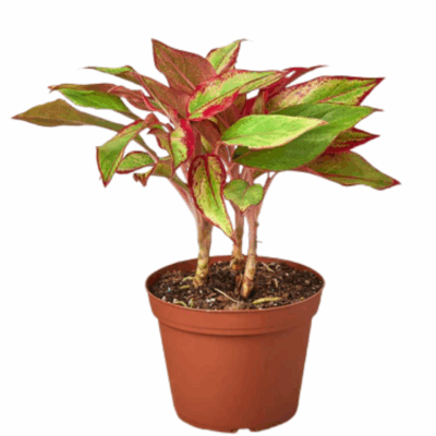 Red Siam Aglaonema