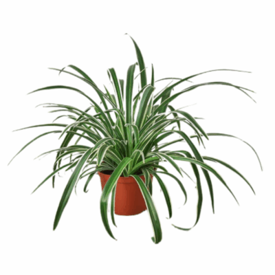 Reverse Spider Plant