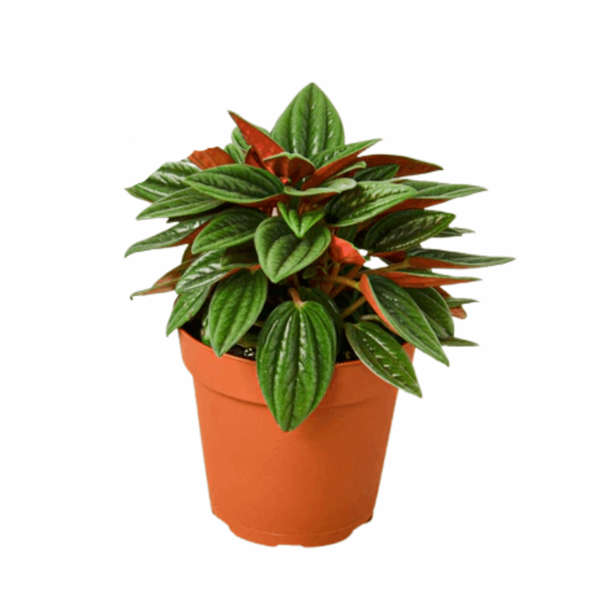 Rosso Peperomia