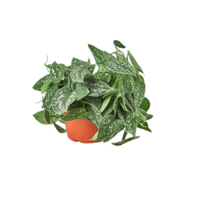 Alternative view of Satin Pothos