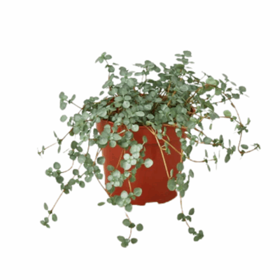 Silver Sparkle Nettle