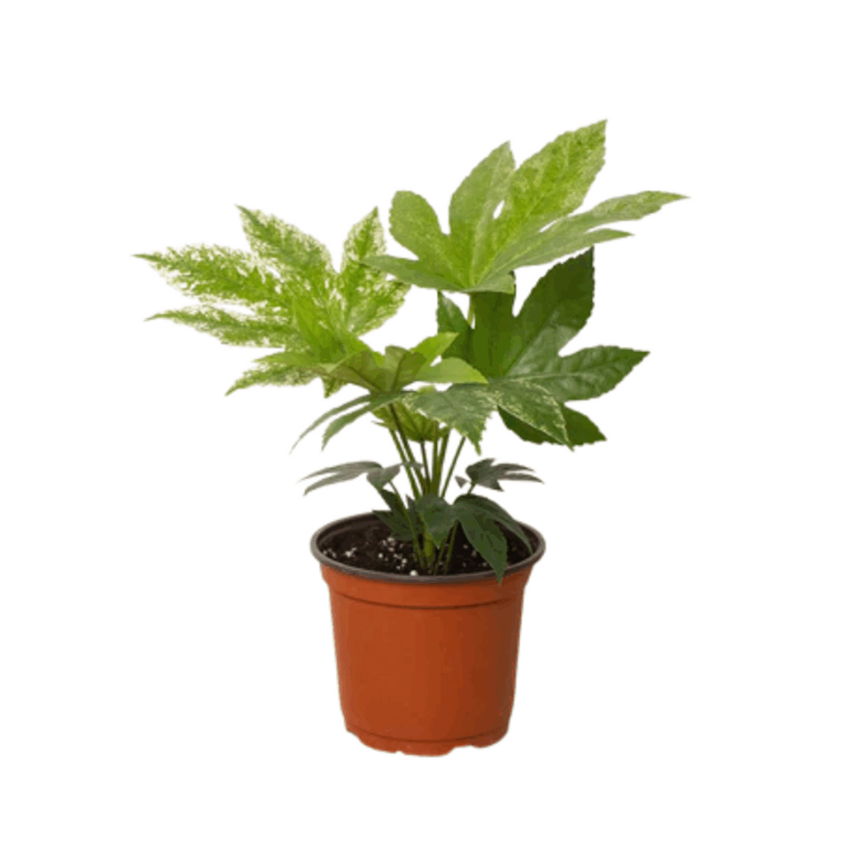 Spider's Web Fatsia