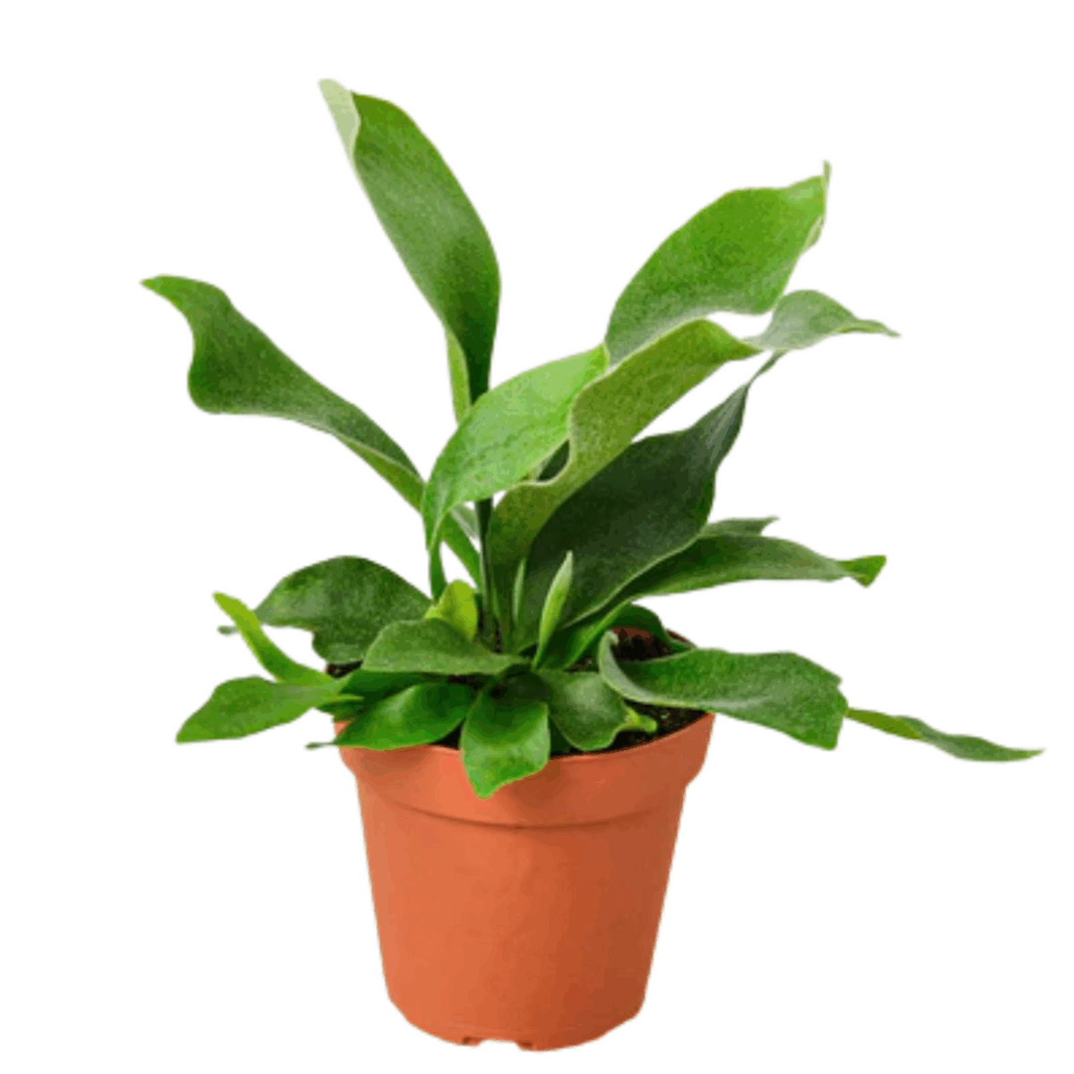Staghorn Fern
