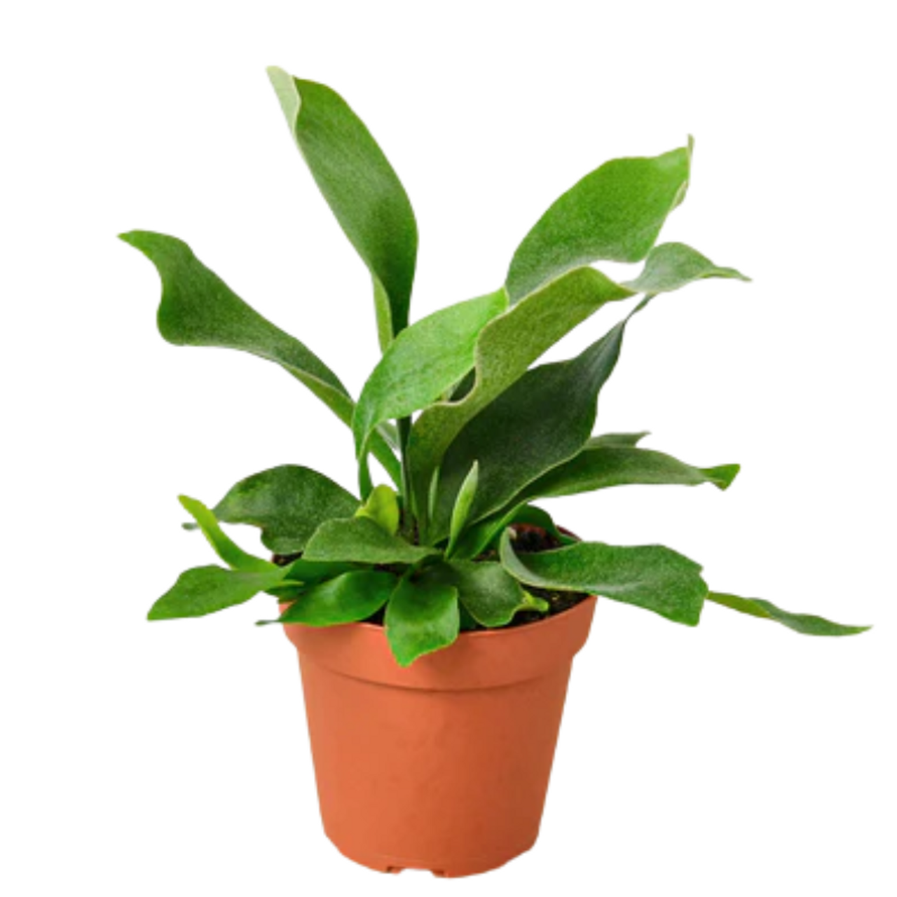 Staghorn Fern
