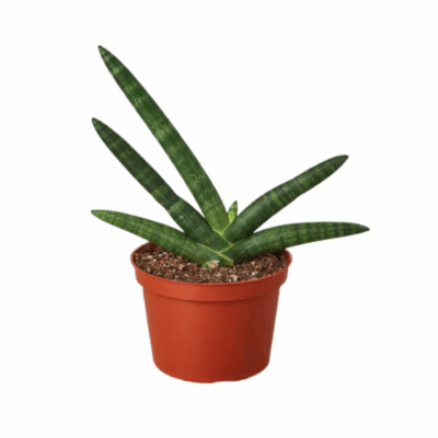 Alternative view of Starfish Snake Plant