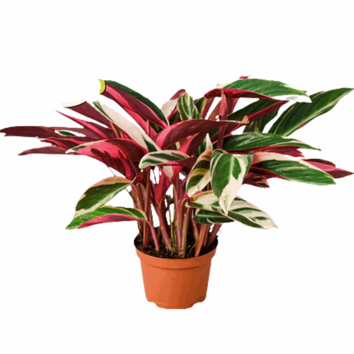 Stromanthe Triostar