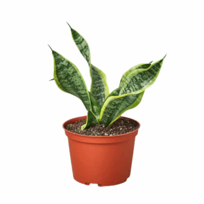 Twist Snake Plant