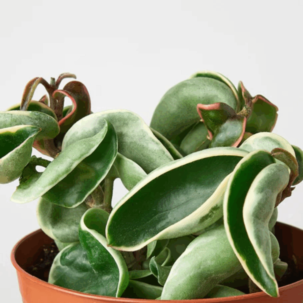 Variegated Rope Plant Hoya