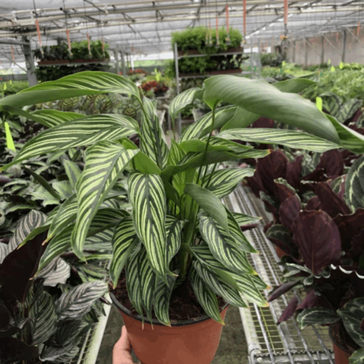 Vittata Calathea