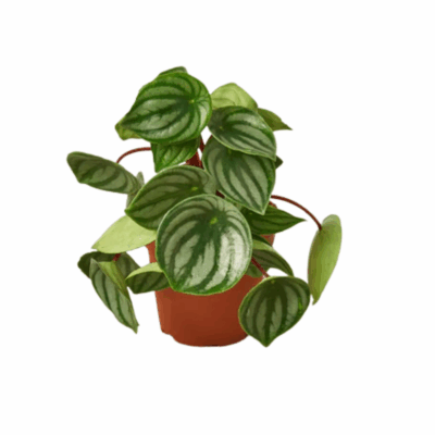 Alternative view of Watermelon Peperomia