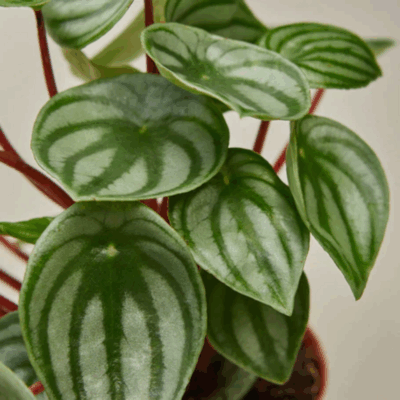 Watermelon Peperomia
