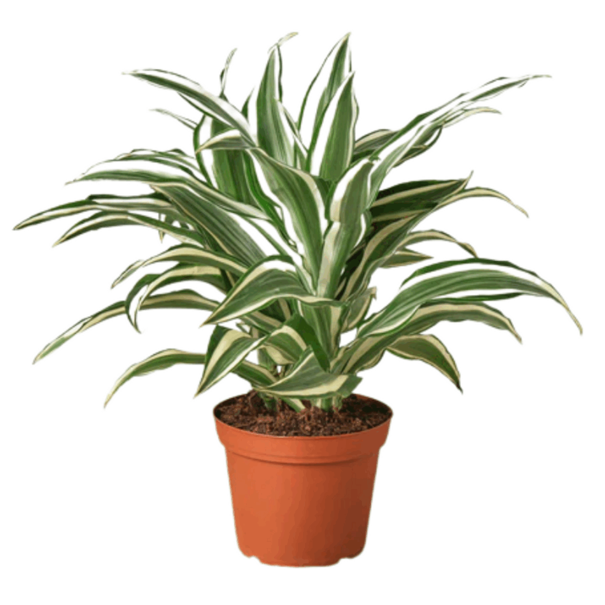 White Jewel Dracaena