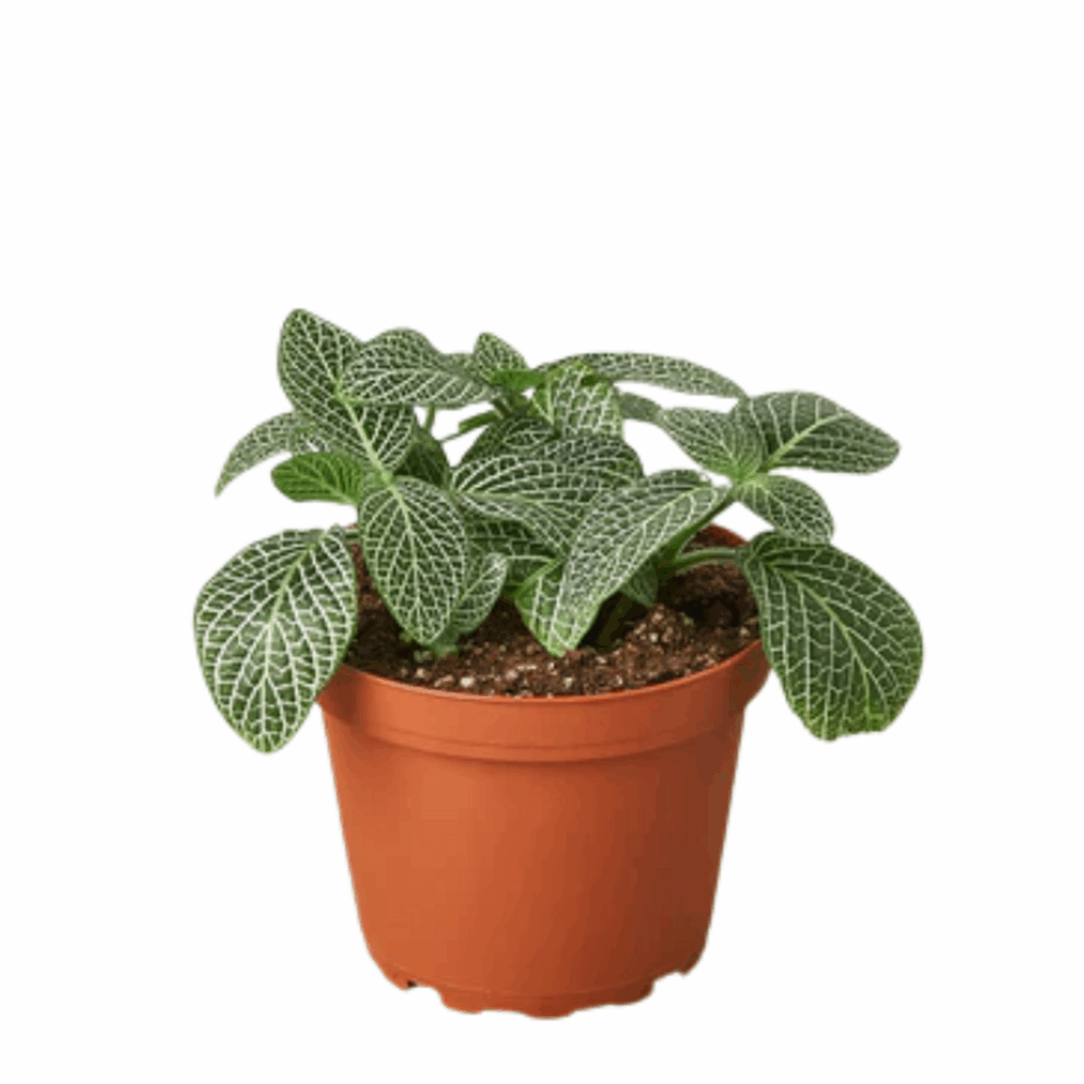 White Nerve Plant
