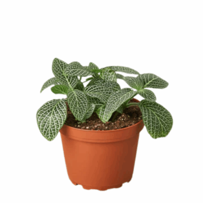 White Nerve Plant