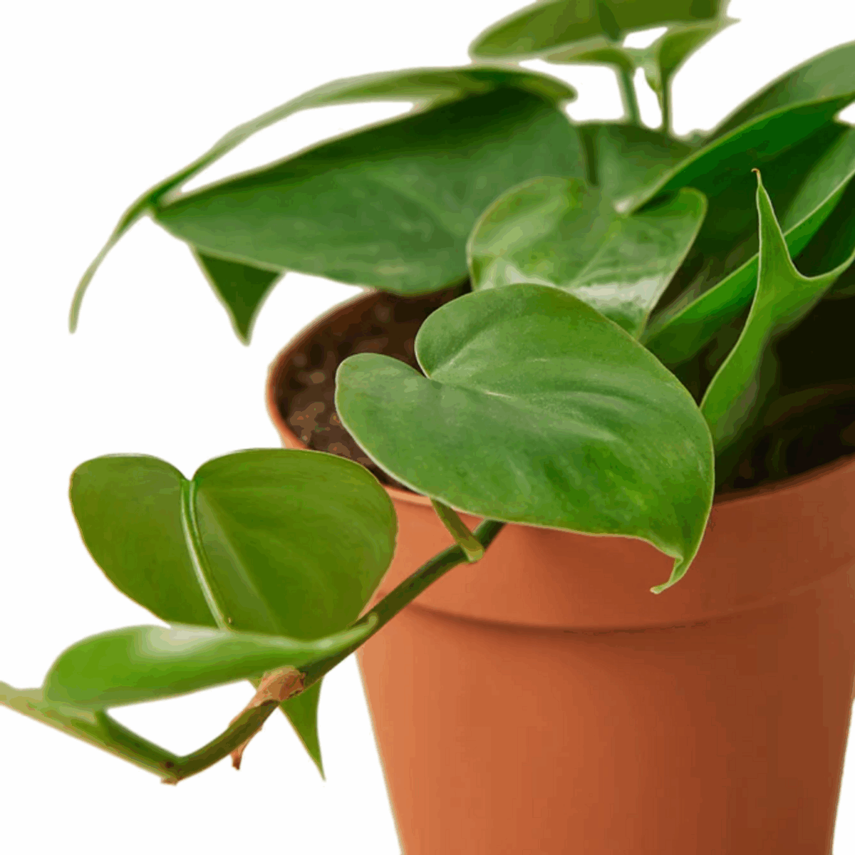 Heartleaf Philodendron - Image 6