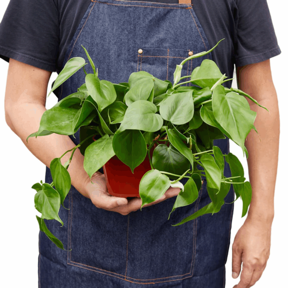 Heartleaf Philodendron - Image 2