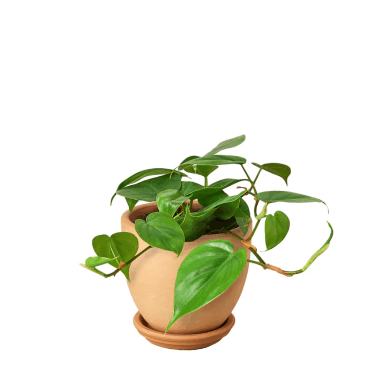 Heartleaf Philodendron - Image 3