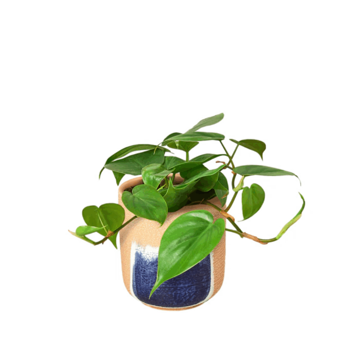 Heartleaf Philodendron - Image 4