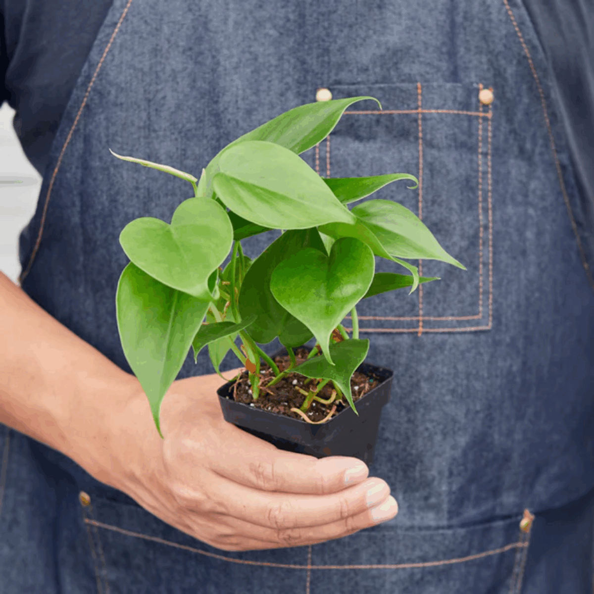 Heartleaf Philodendron - Image 7