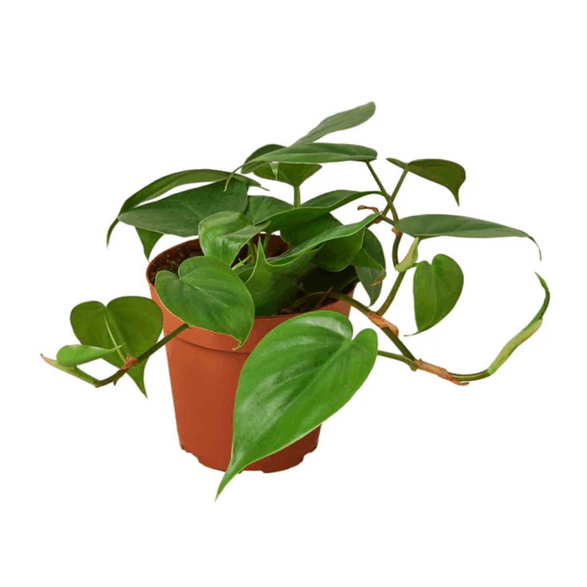 Heartleaf Philodendron - Image 5