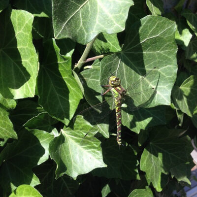 Alternative view of English Ivy