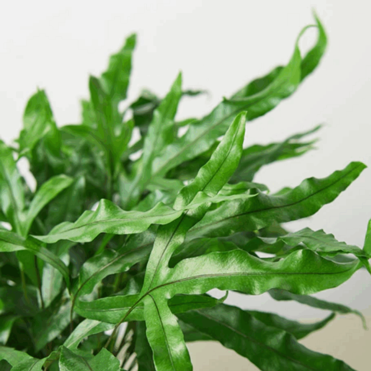 Kangaroo Paw Fern - Image 3
