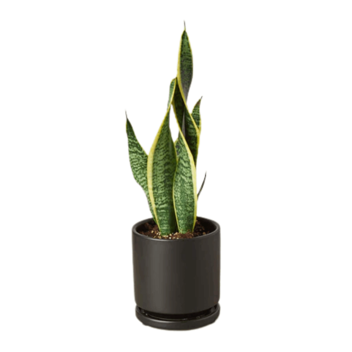 Laurentii Snake Plant - Image 7