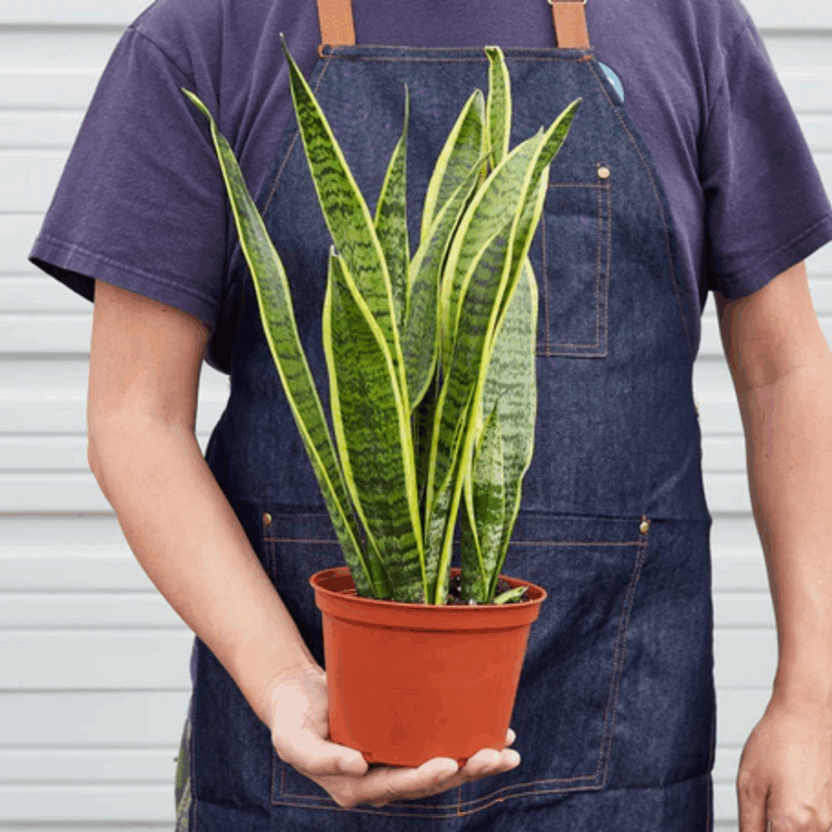 Laurentii Snake Plant - Image 8