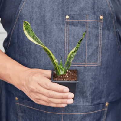 Alternative view of Laurentii Snake Plant
