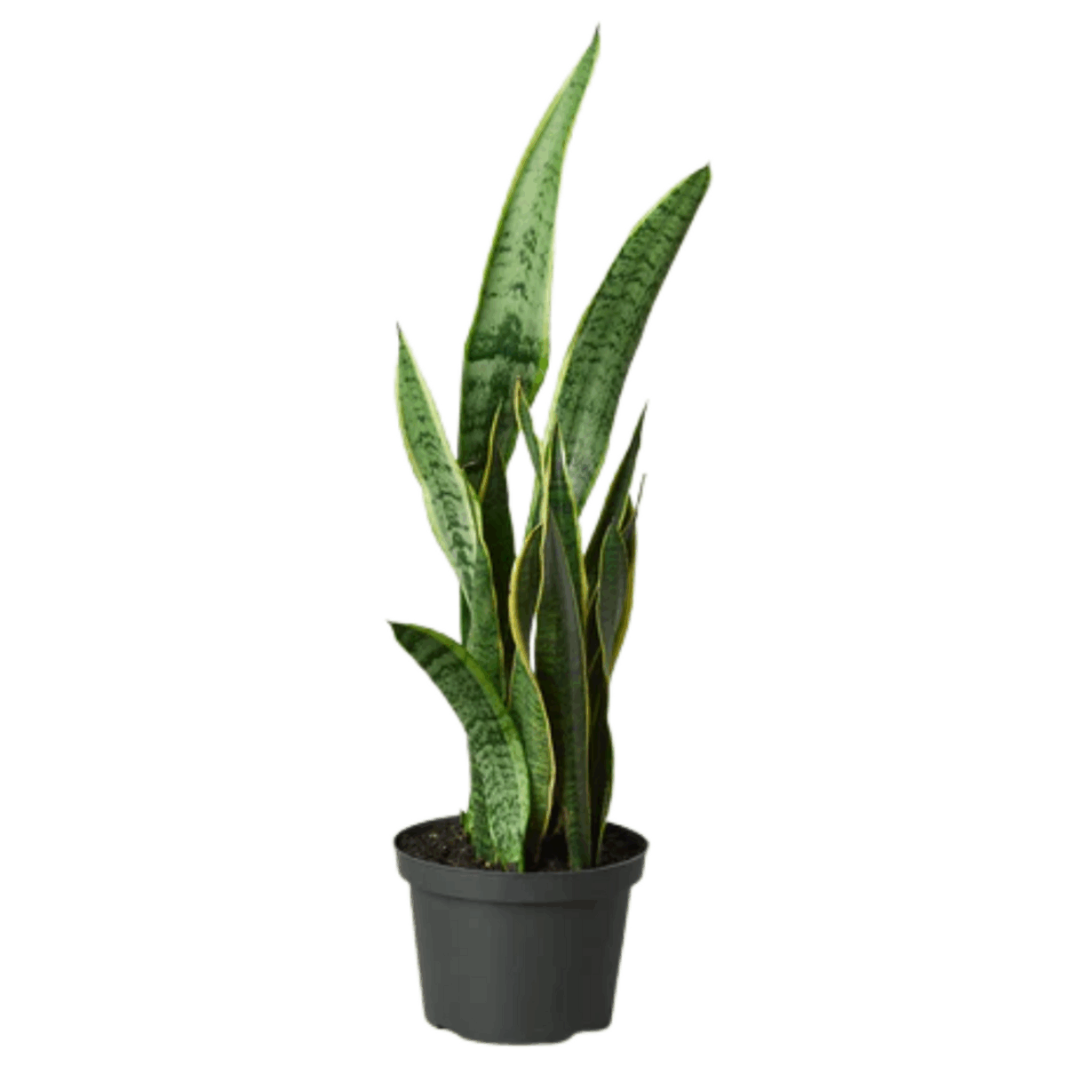 Laurentii Snake Plant - Image 5