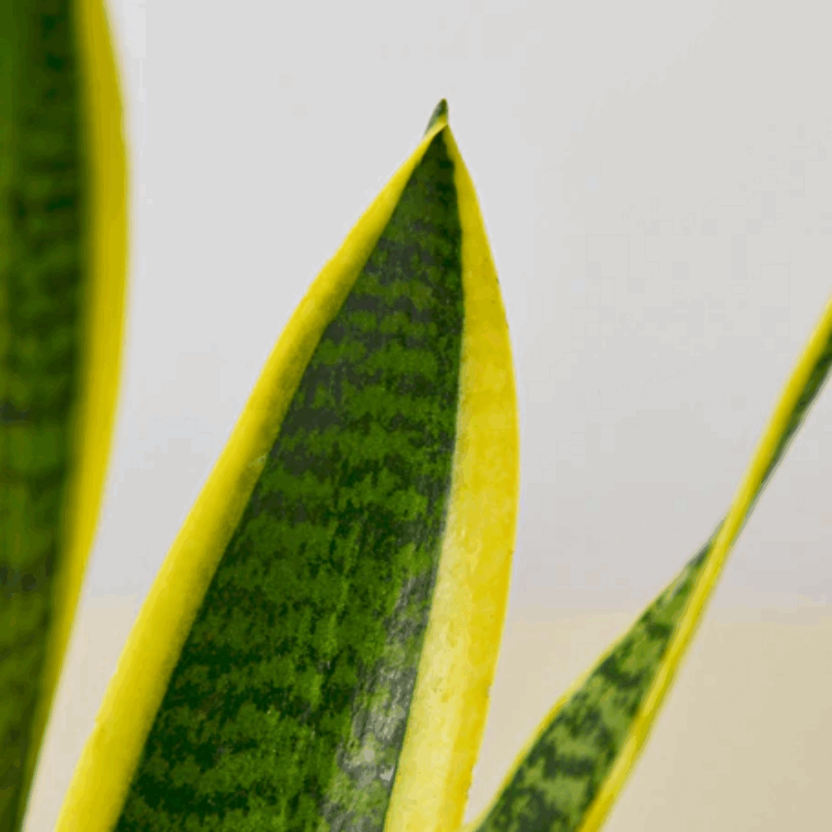 Laurentii Snake Plant - Image 6