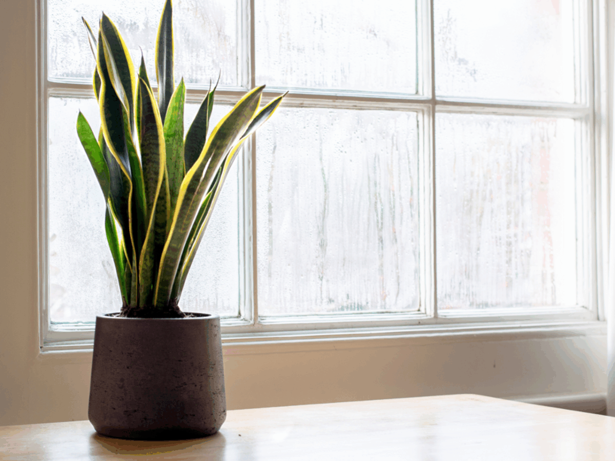Laurentii Snake Plant - Image 3