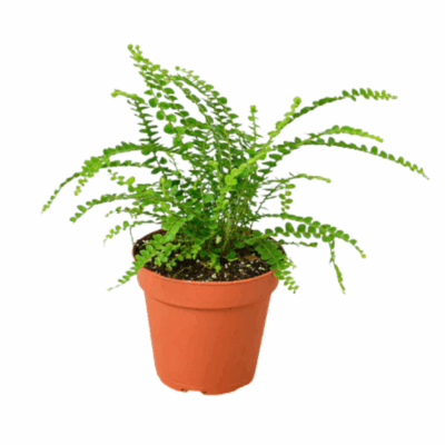 Alternative view of Lemon Button Fern