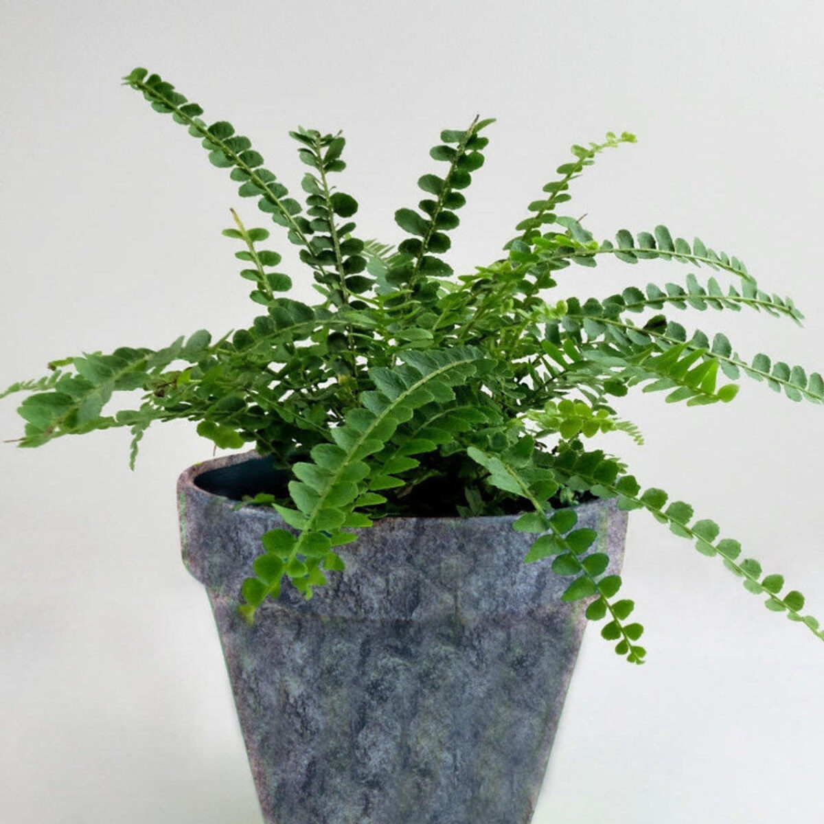 Lemon Button Fern