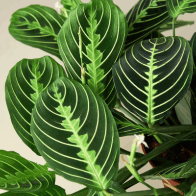 Alternative view of Lemon Lime Prayer Plant