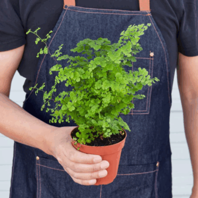 Alternative view of Maidenhair Fern Houseplant