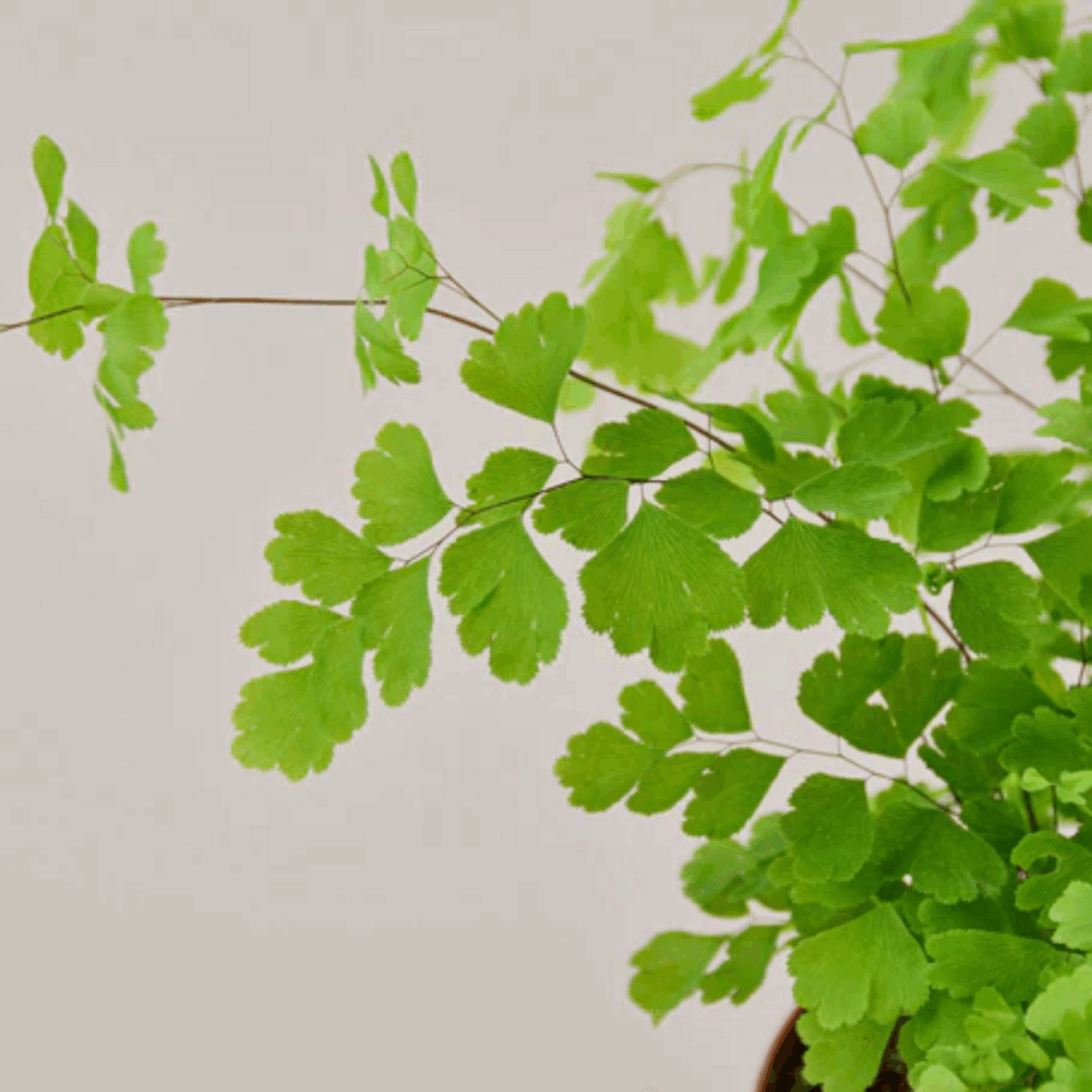 Maidenhair Fern Houseplant - Image 3