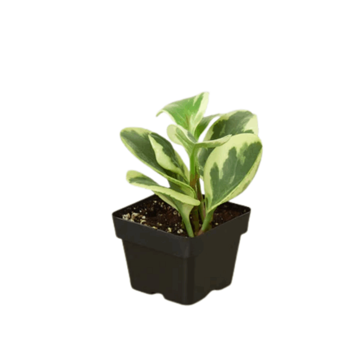 Marble Peperomia - Image 3