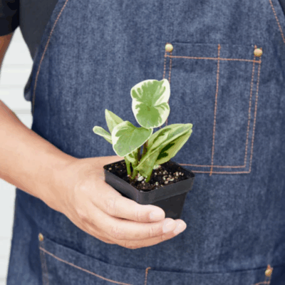 Alternative view of Marble Peperomia