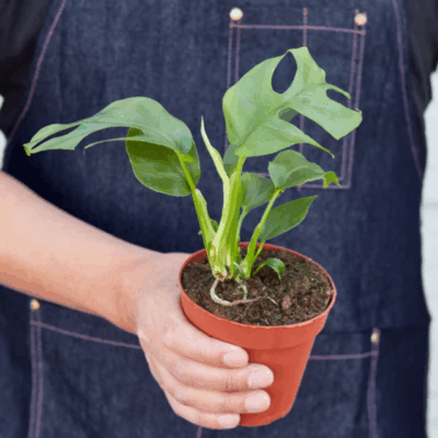Alternative view of Mini Monstera