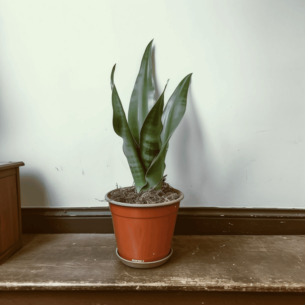 Moonshine Snake Plant - Image 4