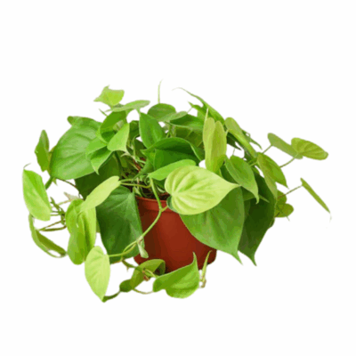 Alternative view of Neon Philodendron
