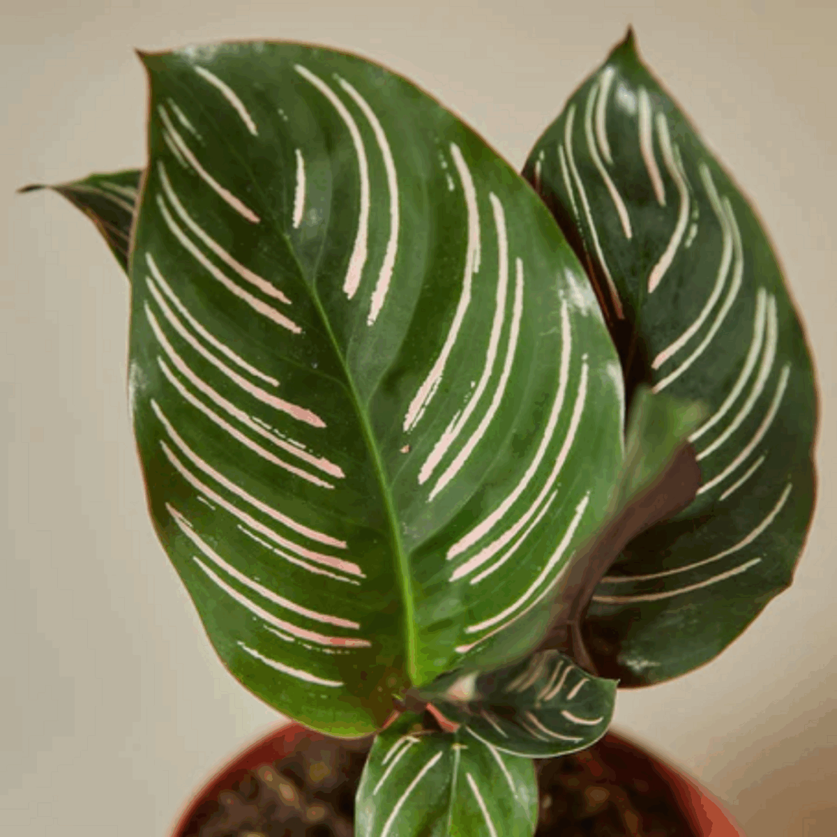 Ornata Calathea - Image 4