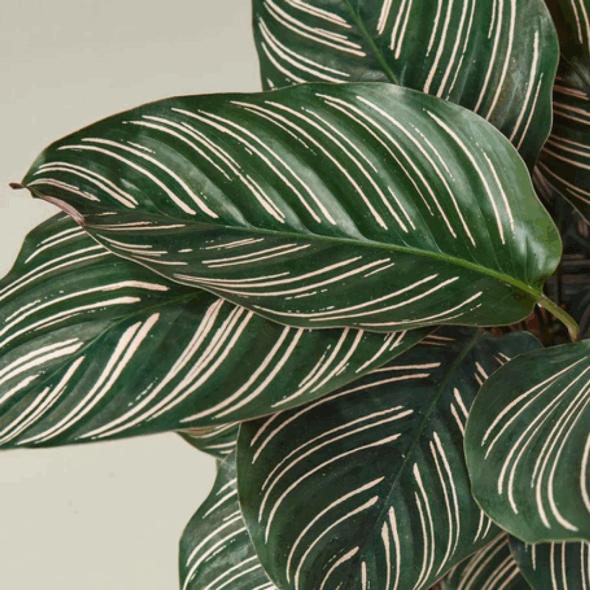 Ornata Calathea - Image 3