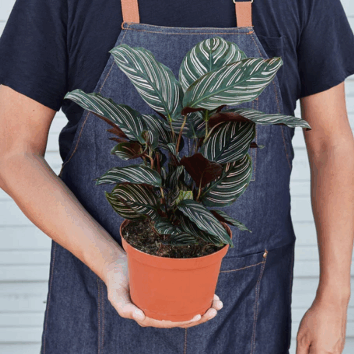 Ornata Calathea - Image 5